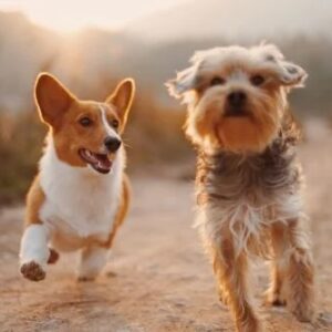 Flea & Worm treatment for Dogs